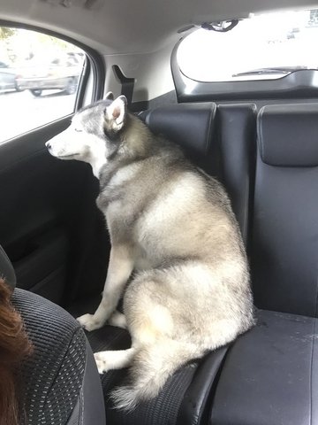 Husky Found In Kepong Near Tmn Su/sj - Husky Dog