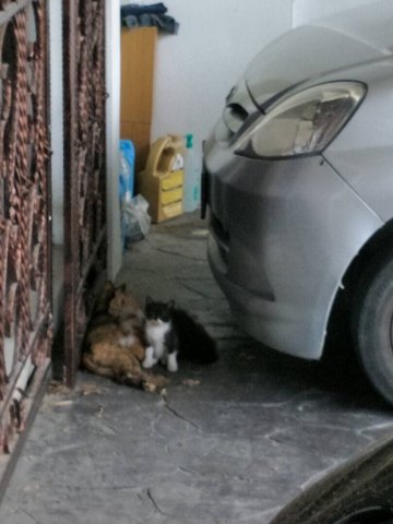 Bonnie &amp; Her Kittens - Domestic Long Hair Cat