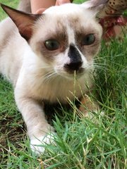 Jingle - Siamese + Domestic Short Hair Cat