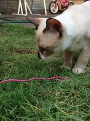 Jingle - Siamese + Domestic Short Hair Cat