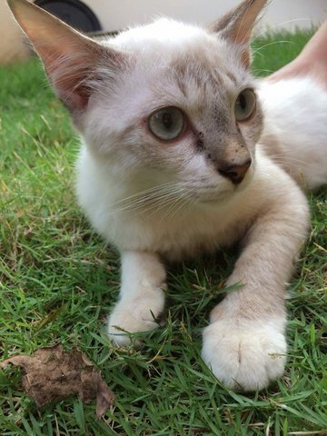 Snow - Siamese + Domestic Short Hair Cat