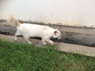 Snow - Siamese + Domestic Short Hair Cat