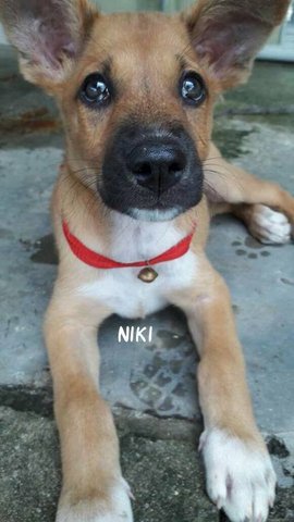 Niki - Mixed Breed Dog