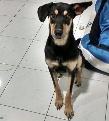 Fluffu - German Pinscher Mix Dog