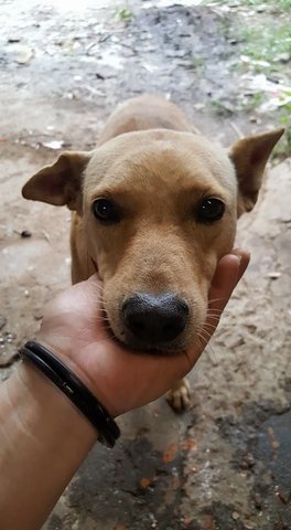 Bebe - Mixed Breed Dog