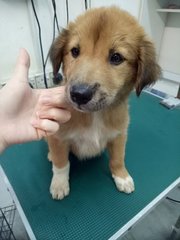 C6c - Mixed Breed Dog