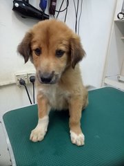 C6c - Mixed Breed Dog