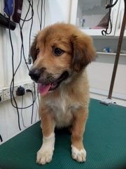C6c - Mixed Breed Dog