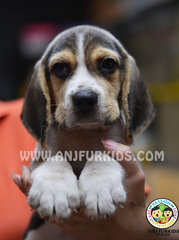 Quality Male Beagle P2uppy - Beagle Dog