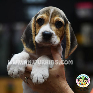 Quality Male Beagle P2uppy - Beagle Dog