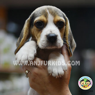 Quality Male Beagle P2uppy - Beagle Dog