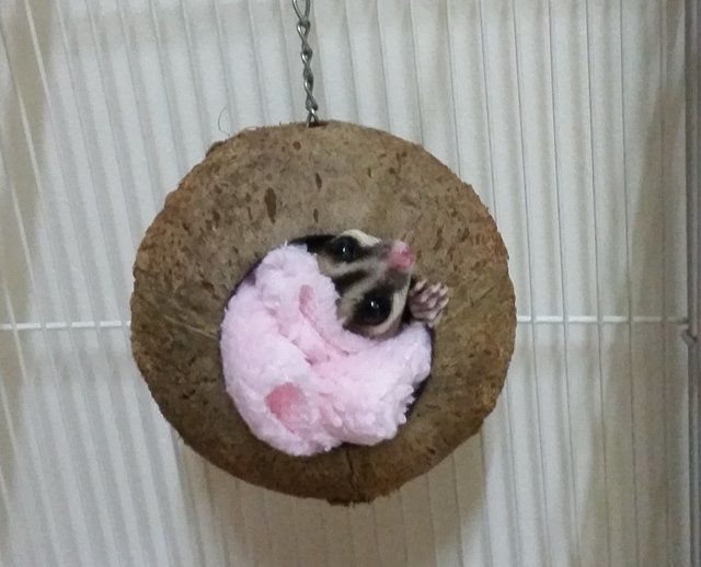 Chitchit - Sugar Glider Small & Furry