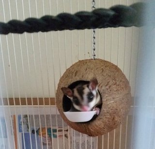 Chitchit - Sugar Glider Small & Furry