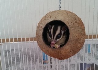 Chitchit - Sugar Glider Small & Furry