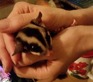 Chitchit - Sugar Glider Small & Furry