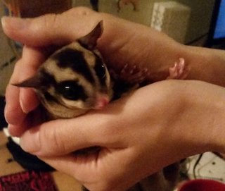 Chitchit - Sugar Glider Small & Furry