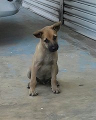 Scooby  (Plz See Video) Adopted - Mixed Breed Dog