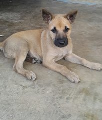 Scooby  (Plz See Video) Adopted - Mixed Breed Dog