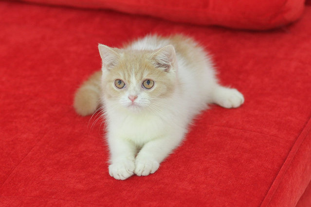 Romeo - Exotic Shorthair Cat