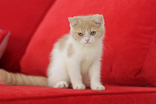 Romeo - Exotic Shorthair Cat