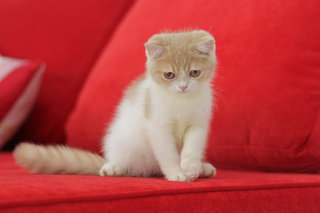 Romeo - Exotic Shorthair Cat