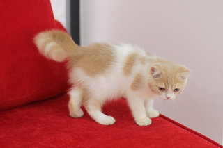 Romeo - Exotic Shorthair Cat