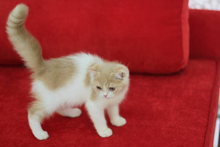 Romeo - Exotic Shorthair Cat