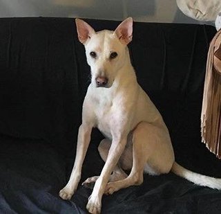 Lara - Mixed Breed Dog