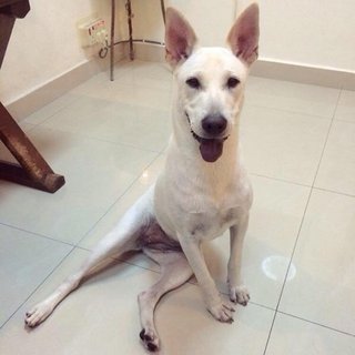 Lara - Mixed Breed Dog