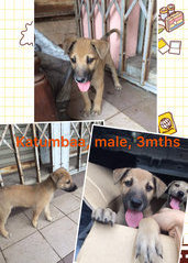 Katumbaa. Playful & always curious. Male, 3mths 