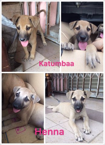 Katumbaa &amp; Henna - Mixed Breed Dog