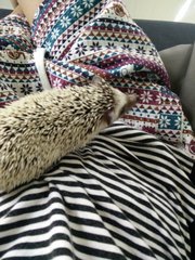 Josephine Or Jo - Hedgehog Small & Furry