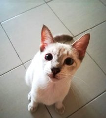 Oreo - Siamese Cat