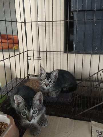 Free Kittens  - Domestic Short Hair Cat