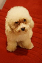 PF85668 - Poodle Dog