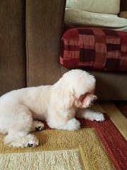 PF85668 - Poodle Dog