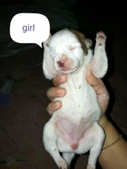 Heart-melting Puppies! - Mixed Breed Dog