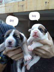 Heart-melting Puppies! - Mixed Breed Dog