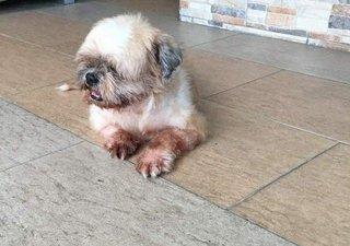 Lola - Shih Tzu Dog