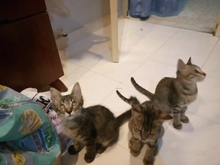 3 Little Kittens - Domestic Medium Hair Cat