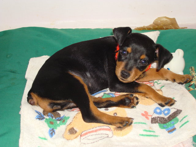 Minnie - Miniature Pinscher Dog