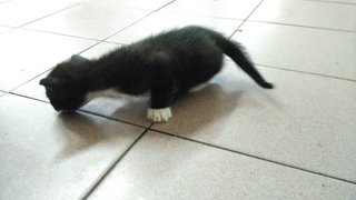 Blackie - Domestic Short Hair Cat