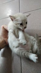 Iceball - Domestic Short Hair Cat