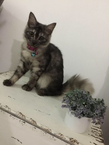 Luna - Domestic Medium Hair Cat