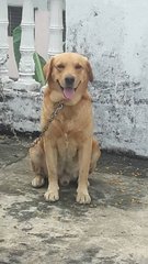 PF85718 - Golden Retriever + Labrador Retriever Dog