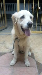 PF85718 - Golden Retriever + Labrador Retriever Dog