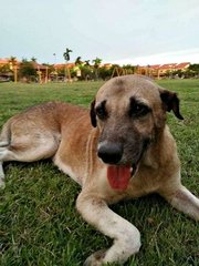 Old Man - Mixed Breed Dog