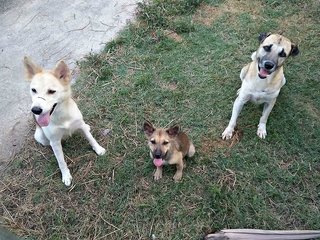 Old Man - Mixed Breed Dog