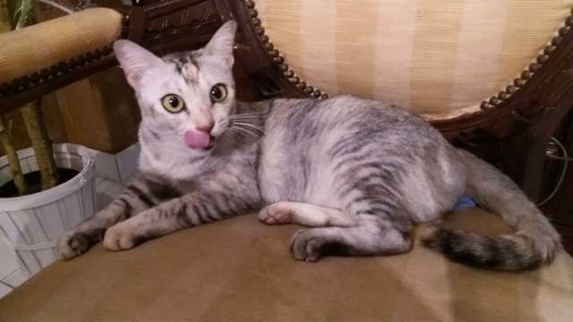 Guai Guai - Domestic Short Hair Cat