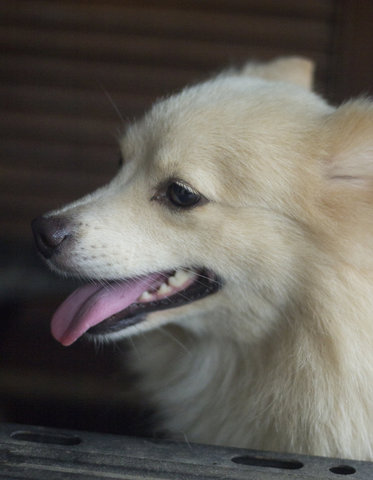 Baby Need A New Home Urgently - Spitz Dog